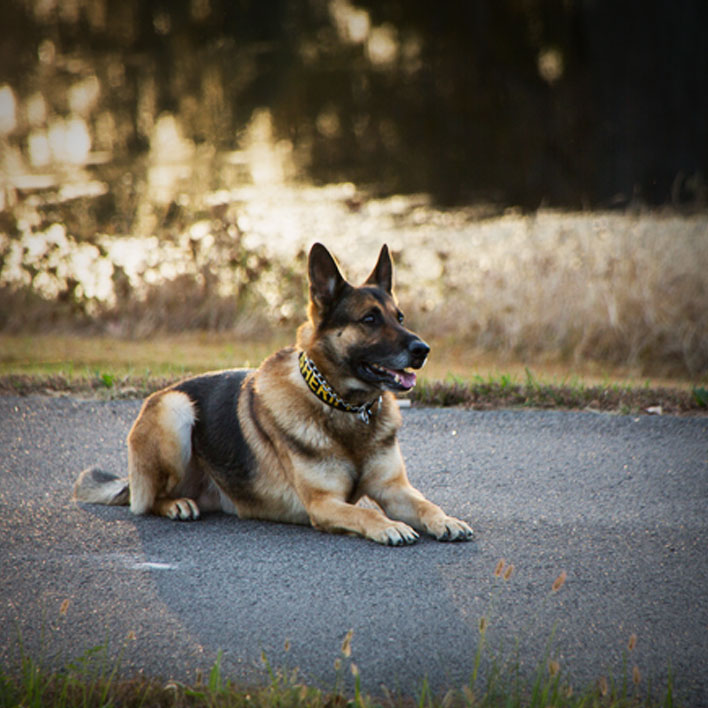 Police k9