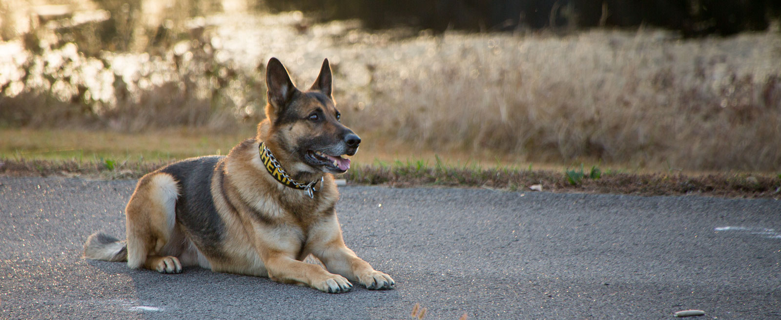 k-9 UNIT